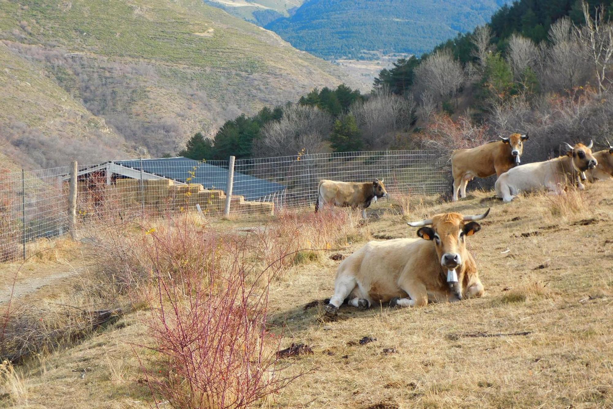 Pyrenees Catalanes Tres Joli Appartement 300M Telecabines Font-Romeu-Odeillo-Via Extérieur photo